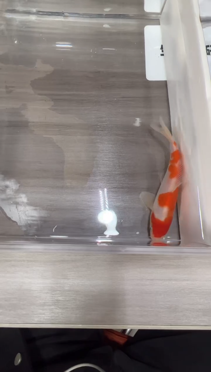 锦鲤坂井血统小牙签16公分左右红白