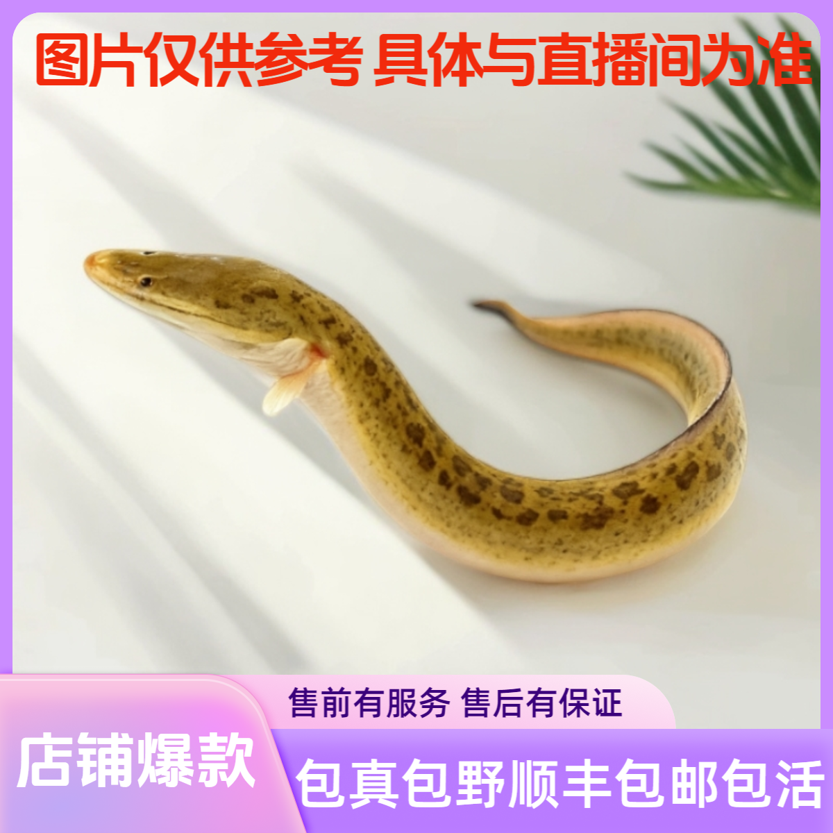 江域支流 野生鳗鱼 苏州发货 江浙沪顺丰包邮 野活鱼 阵亡包赔