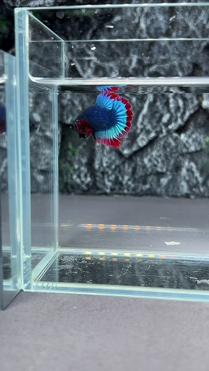 斗鱼竞拍链接A011