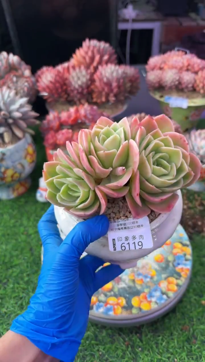 杨****连昆明印象多肉6119的盆