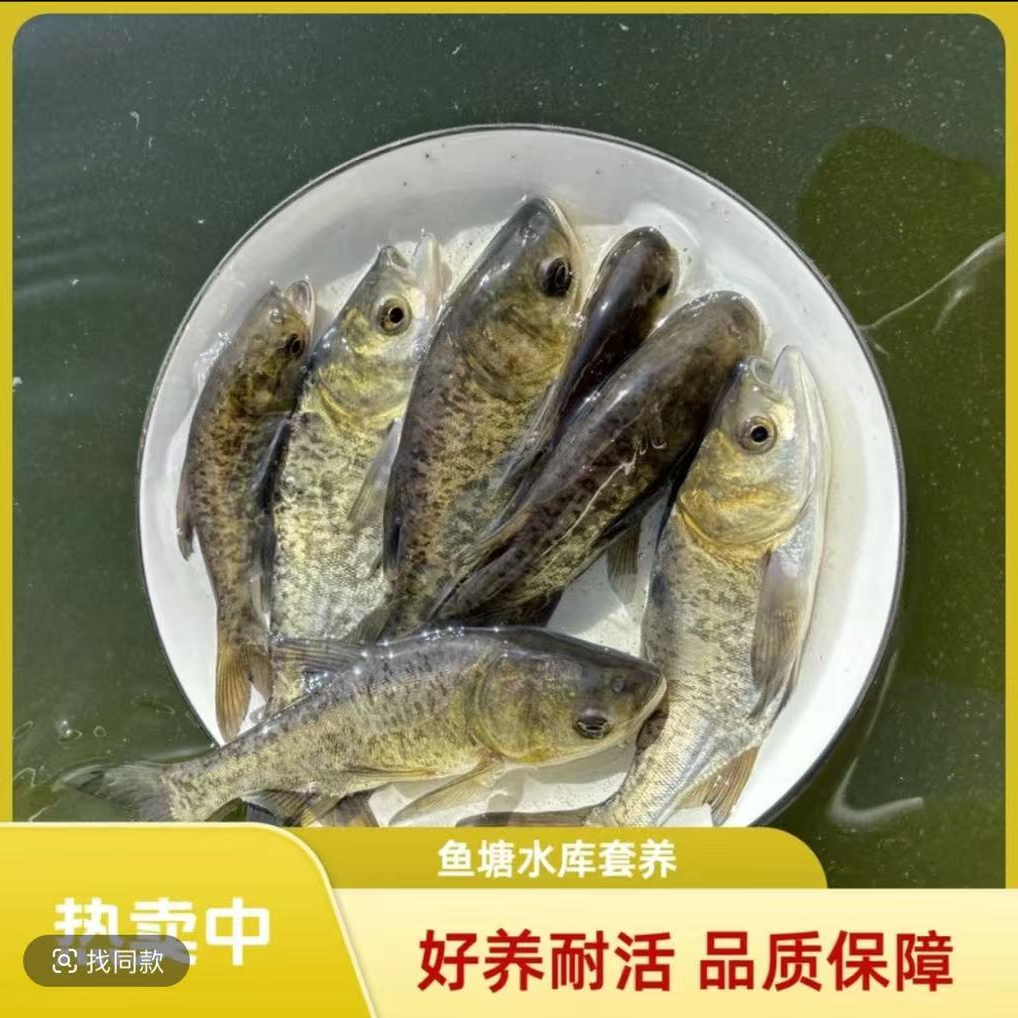 活体鱼四川花鲢鱼大头鱼观赏水族淡水饲养