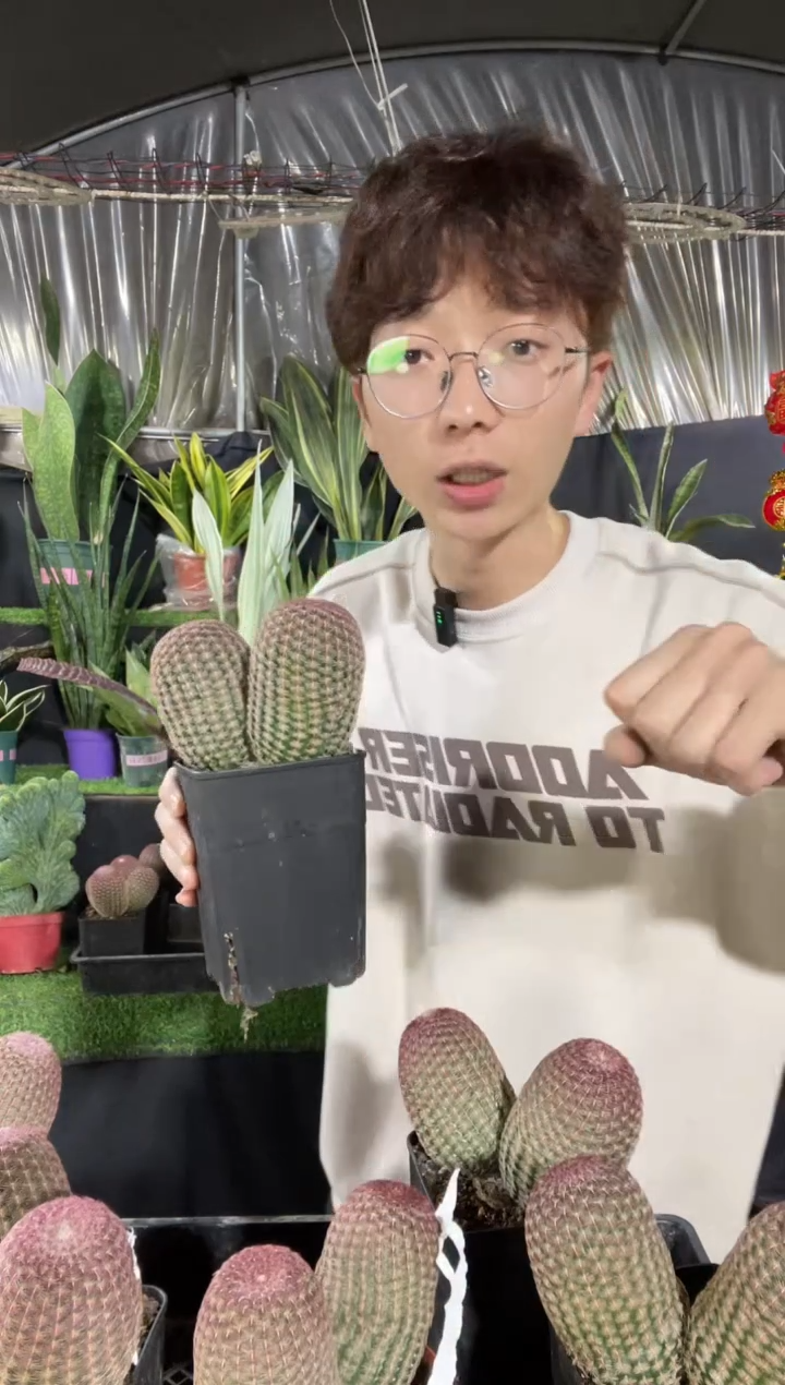 【闪购商品】品质红太阳2头22.8脱土