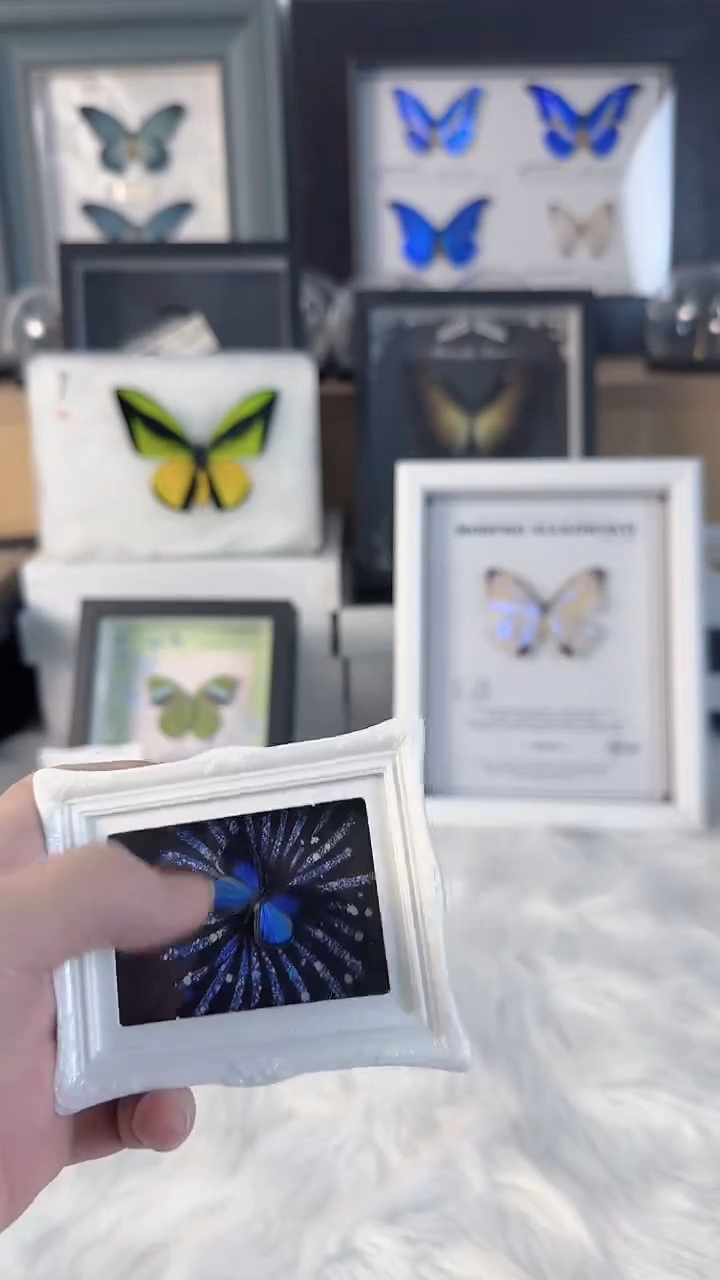 天然蝴蝶标本收藏