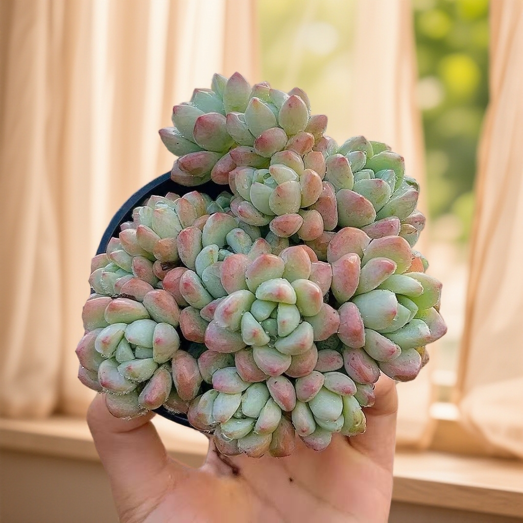 冰美人（带盆）新手好养 多肉【满15包邮】 以直播间为准  