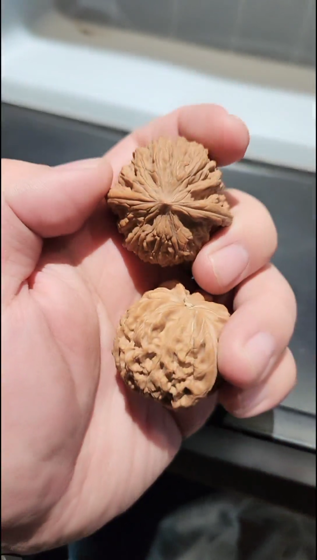 把件核桃山地正磨红油皮质#3909988A
