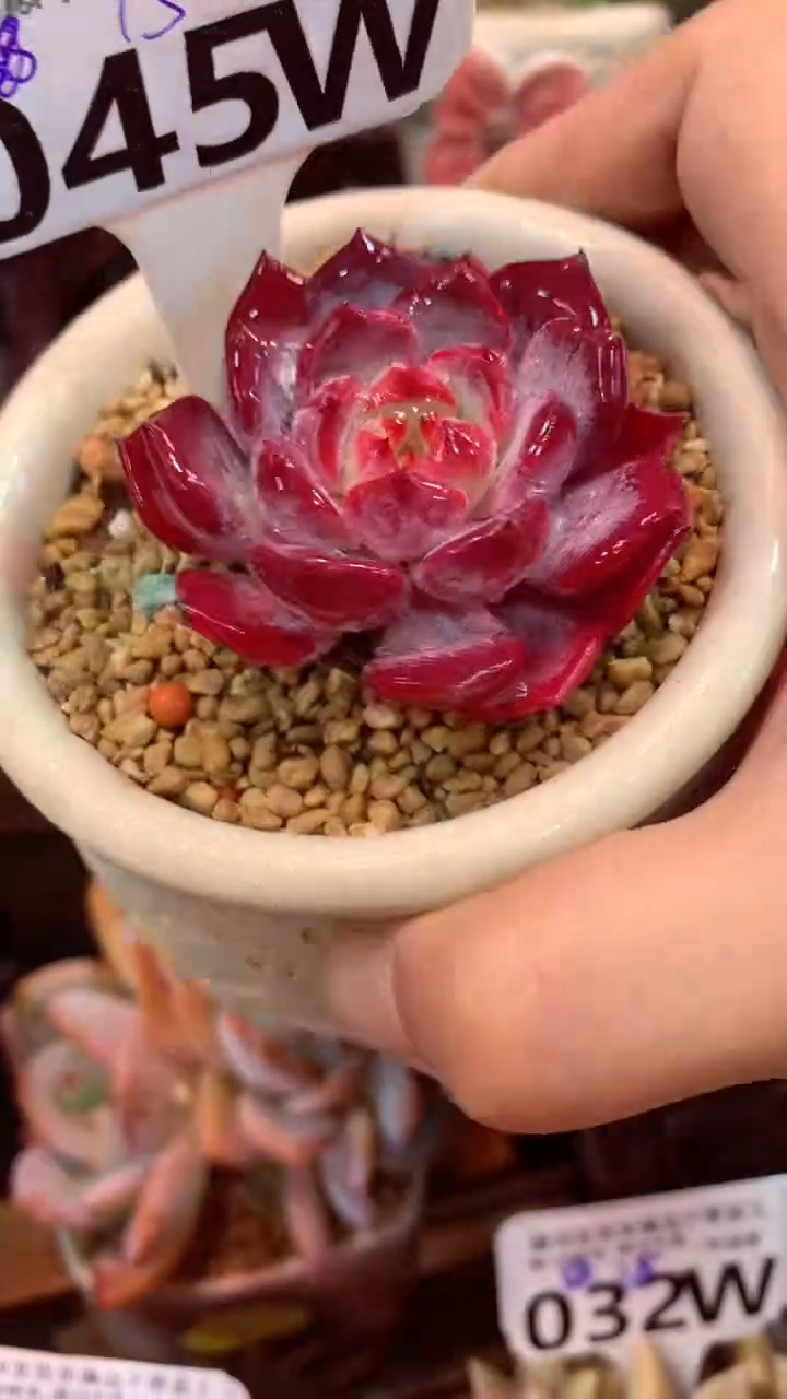 045W（一物一拍实付满28发货，默认不带盆土）