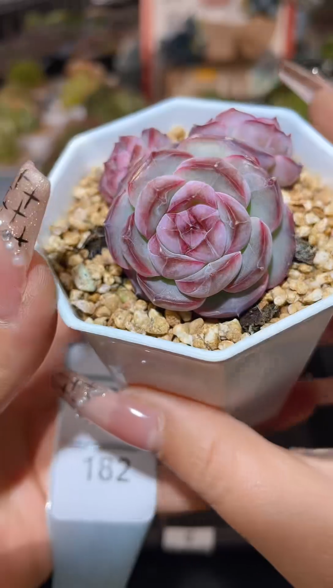 【闪购商品】181紫玄月