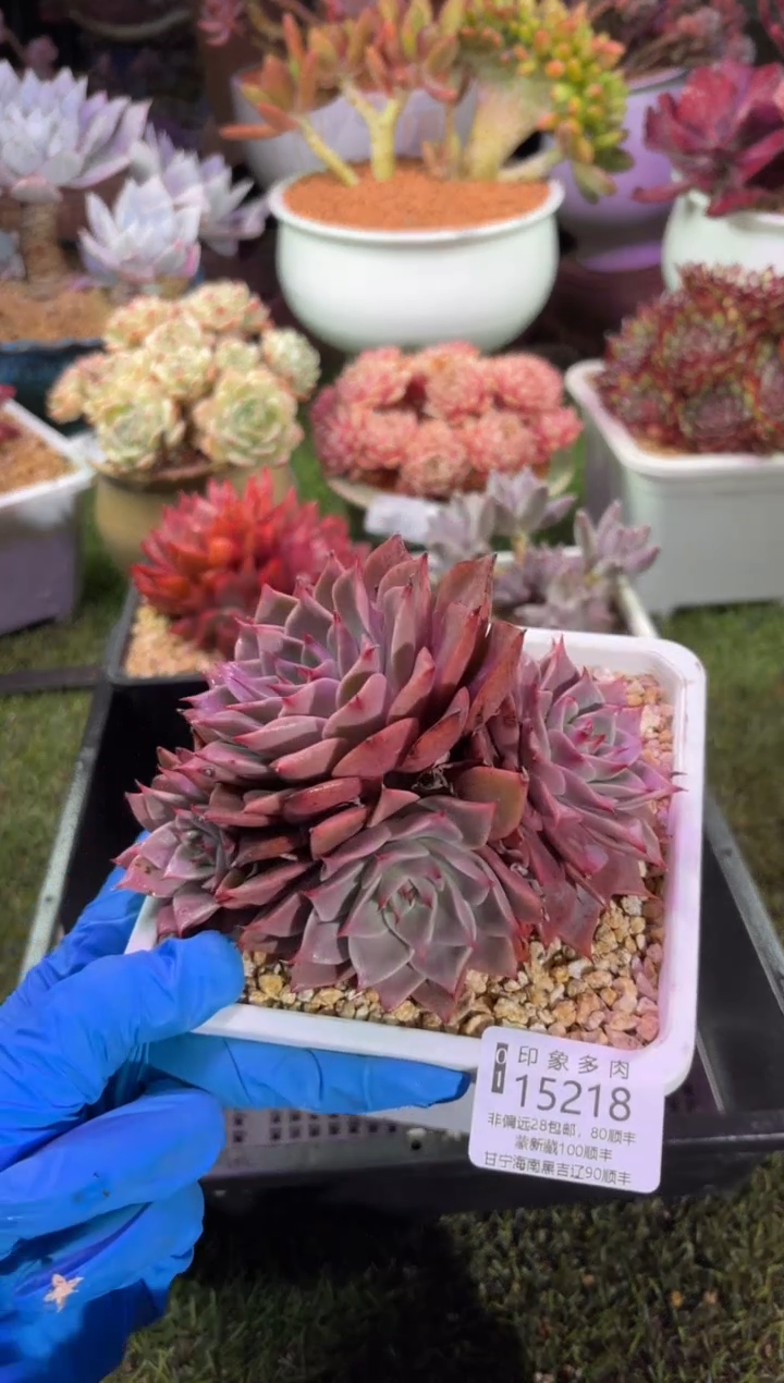 【闪购商品】15218