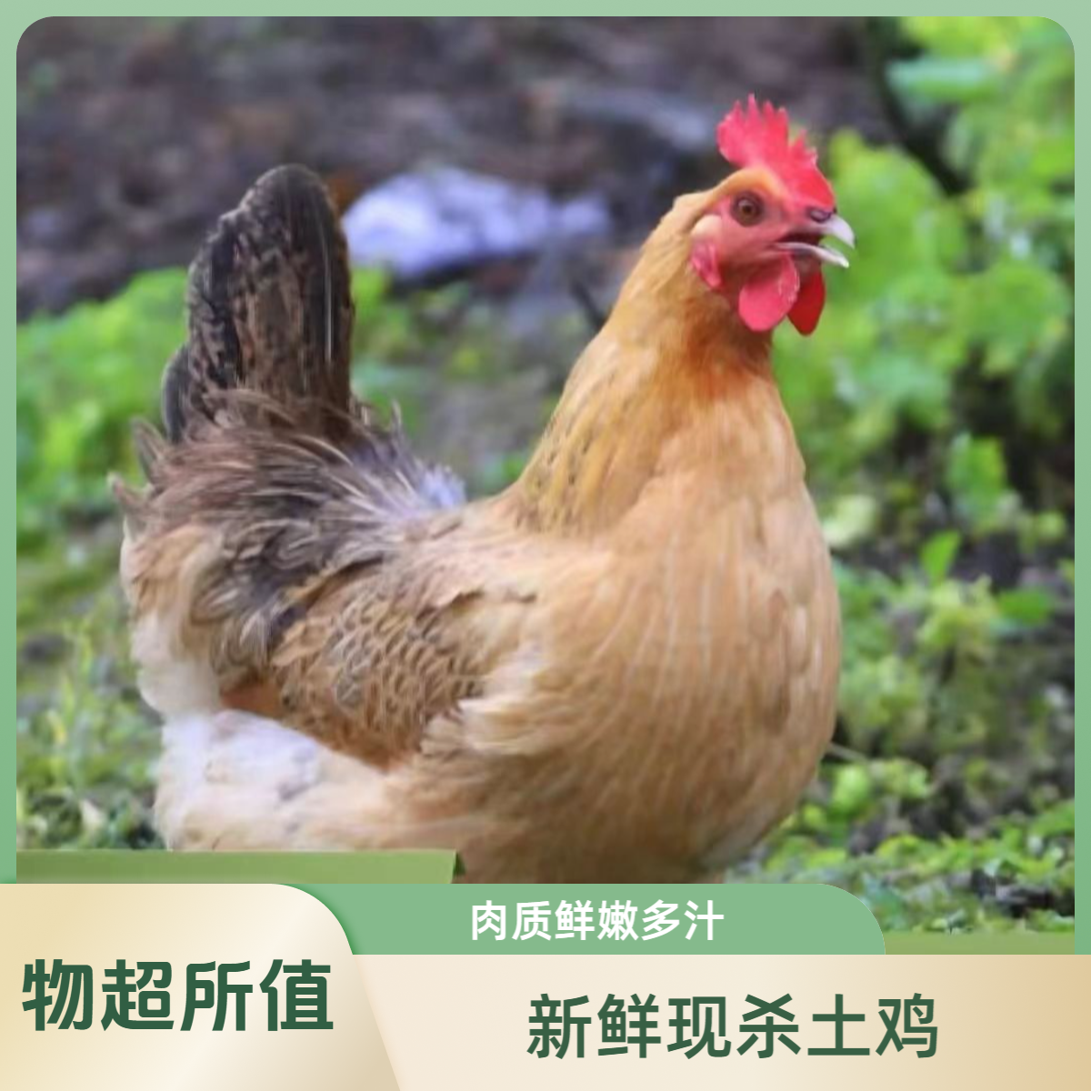 【生态散养土鸡】发两只  农家放养黄油老母鸡
