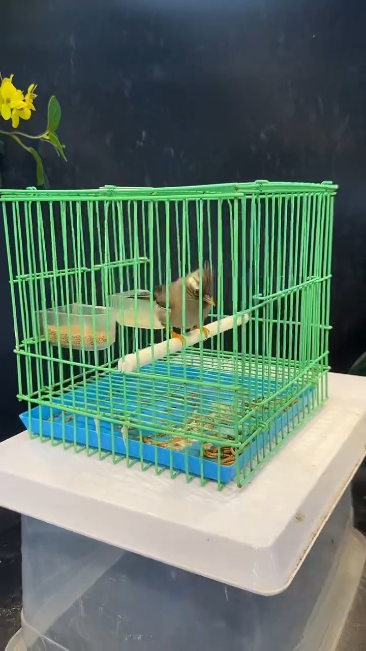 52号 白领凤梅 养笼  0元起拍