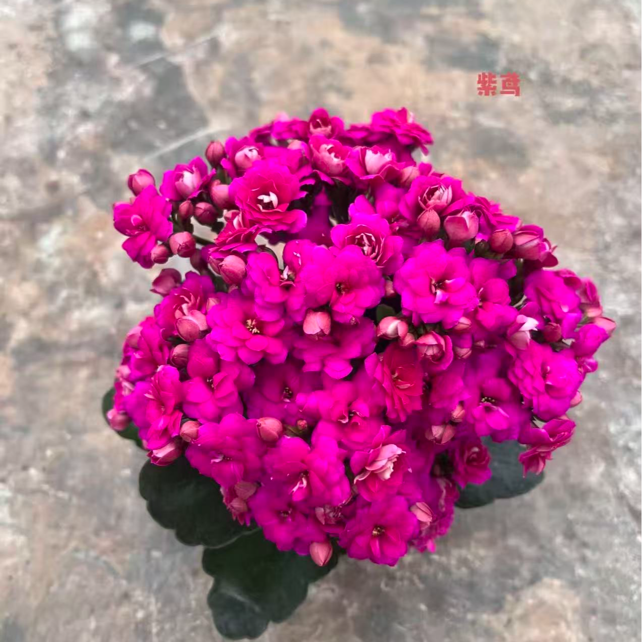 《紫鸢》重瓣长寿花小苗 原盆原土花苞发货 年宵花