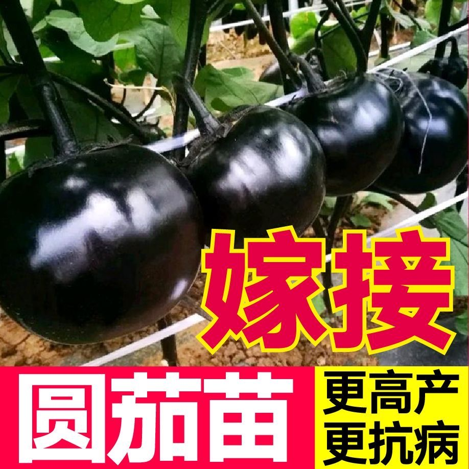 高产嫁接茄子秧苗四季蔬菜苗带土球盆栽蔬菜苗