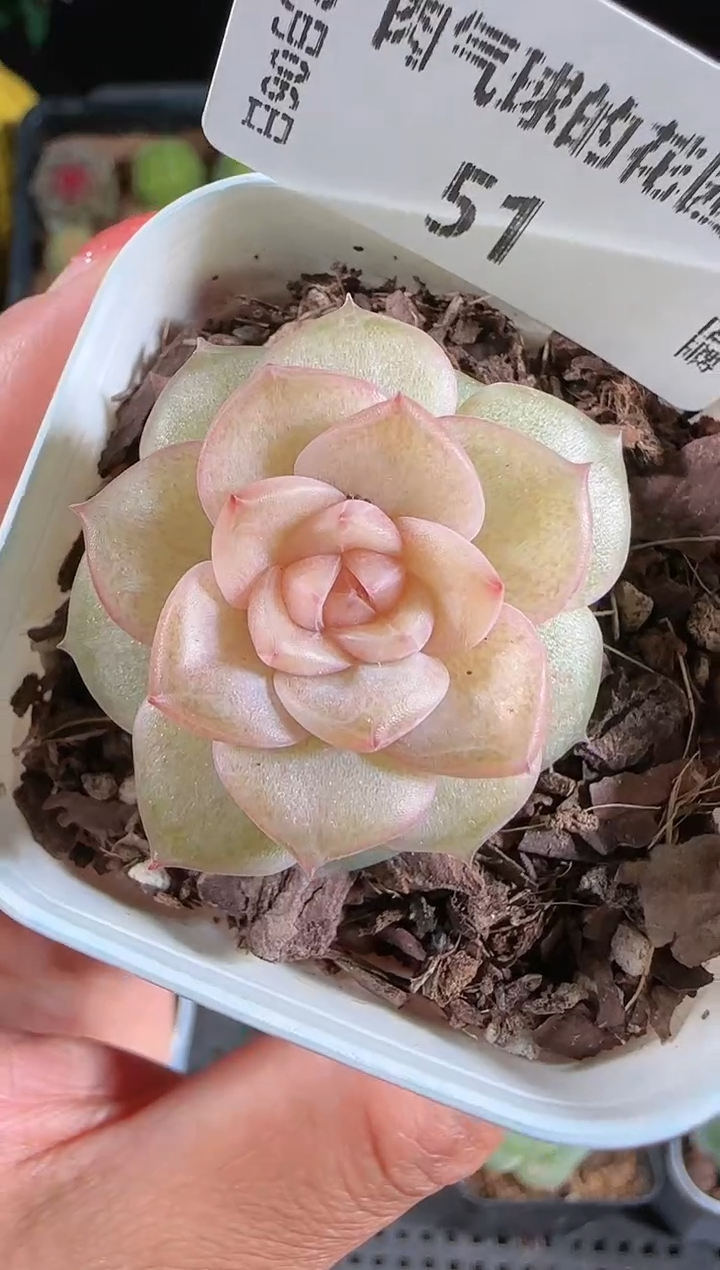 1206-51bl-56多肉群生不包整