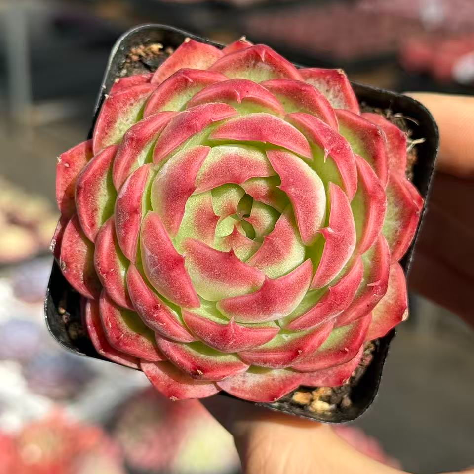 7#魔丸多肉植物 前男友精品多肉 SM1401