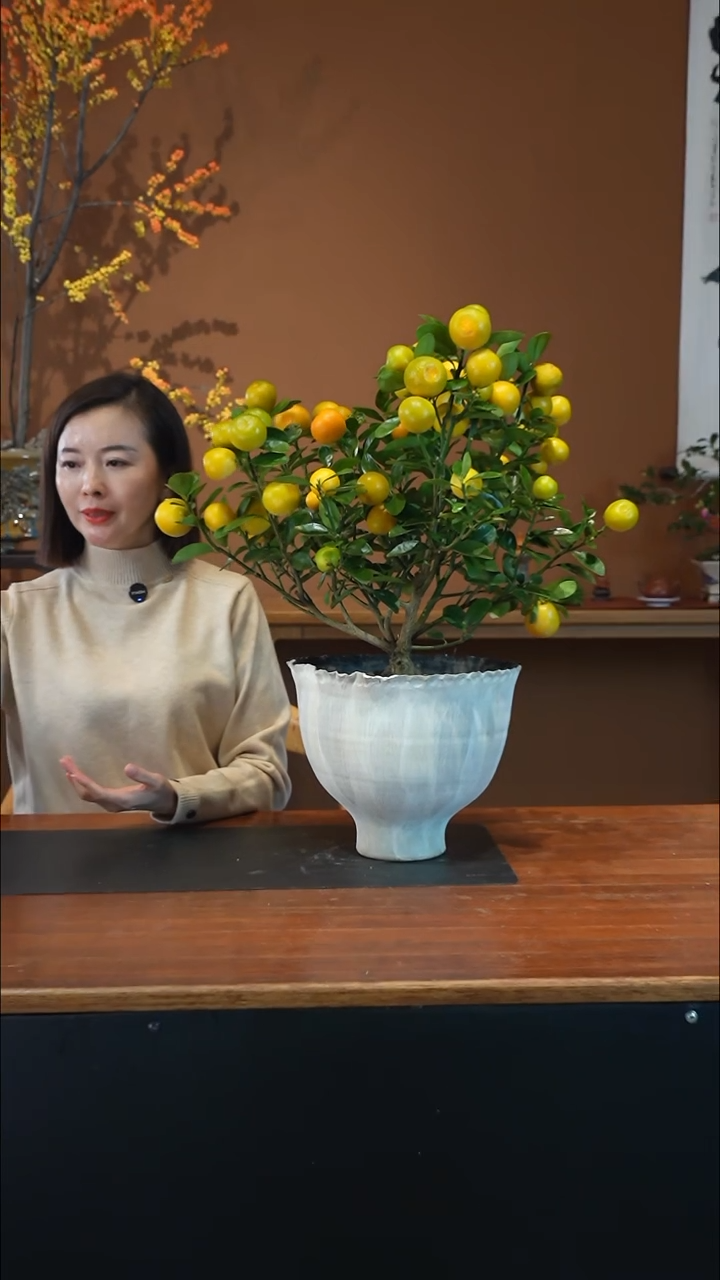 全部花朵金蛋白盆盆景盆景盆景