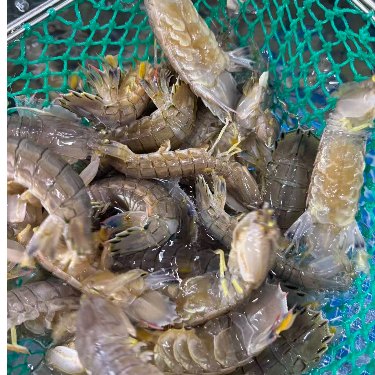 皮皮虾   保鲜不保活