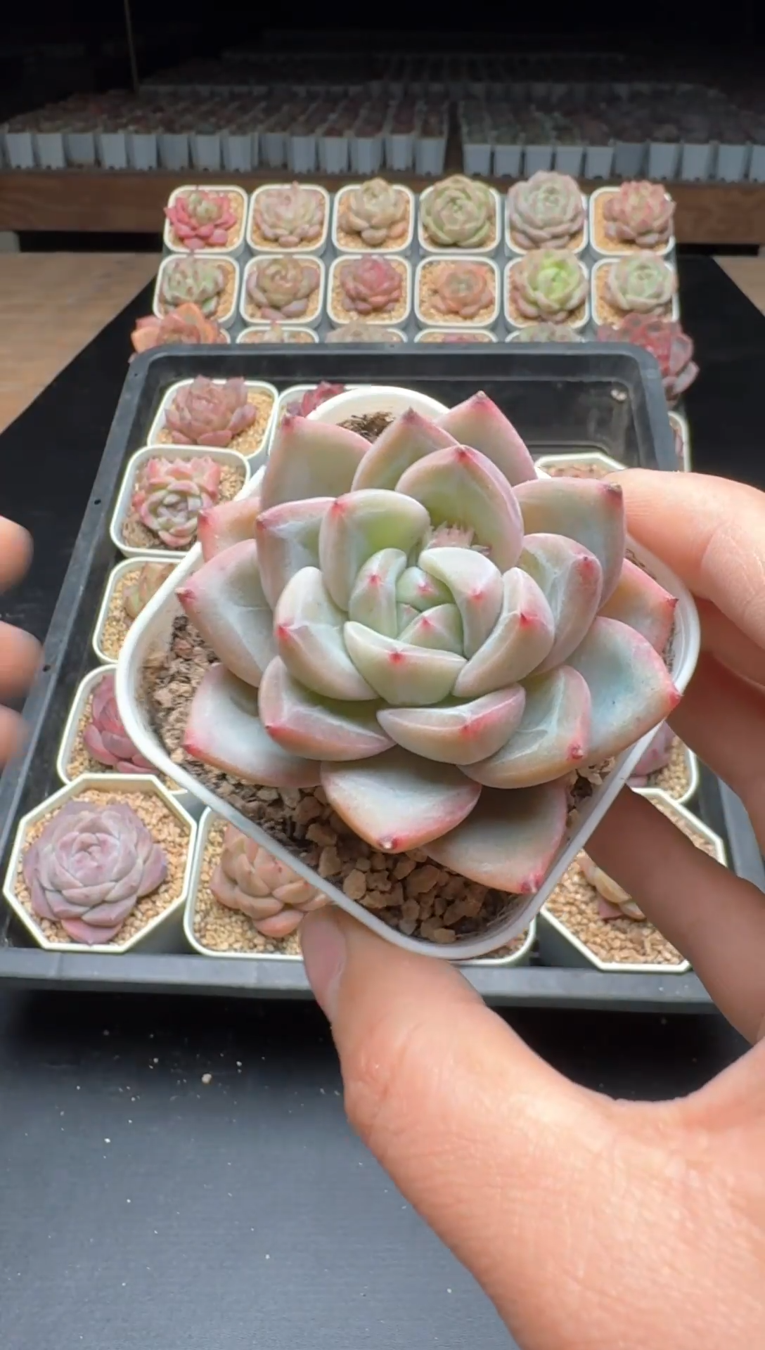 【闪购商品】753号一物一拍珍妮多肉花卉植物3颗起发