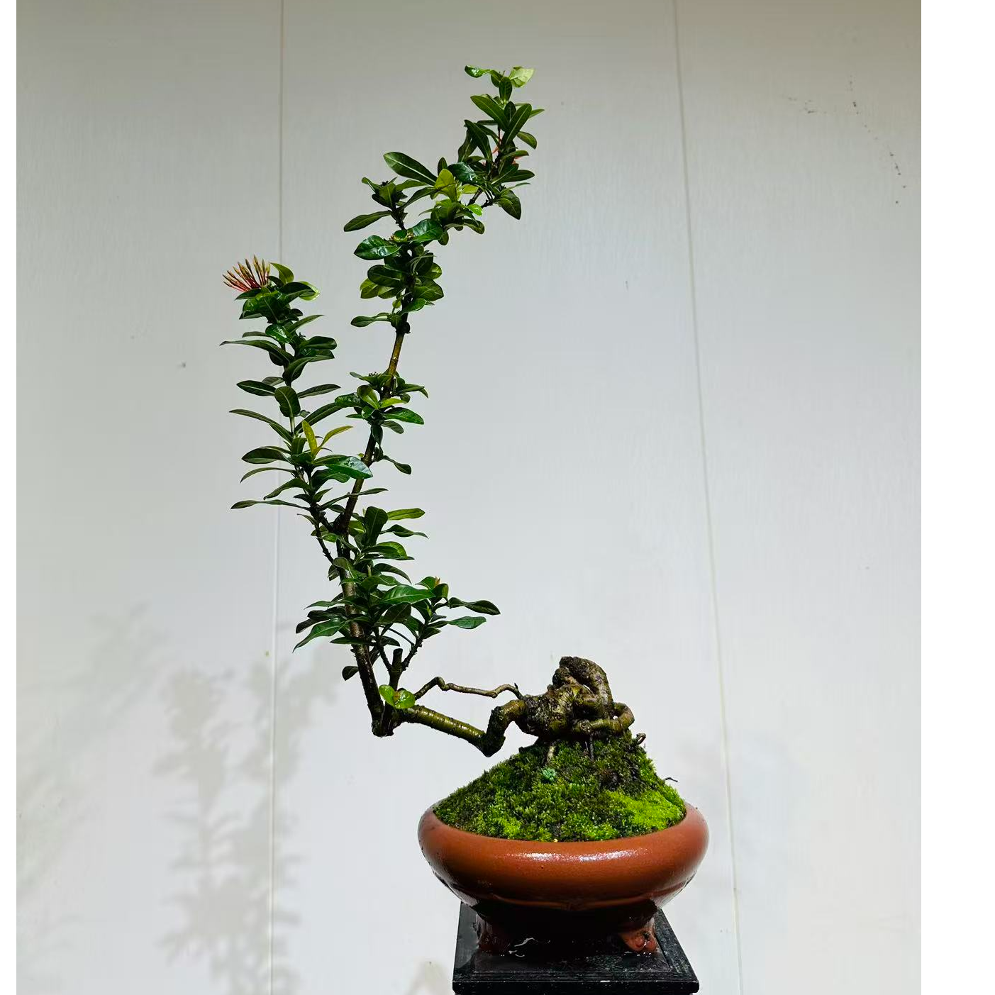 【叶胜园艺】精品小叶龙船花功夫桩盆景