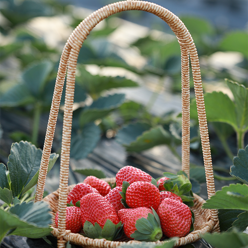 【顺丰速运】四川大凉山露天牛奶草莓非大棚种植新鲜孕妇水果现摘