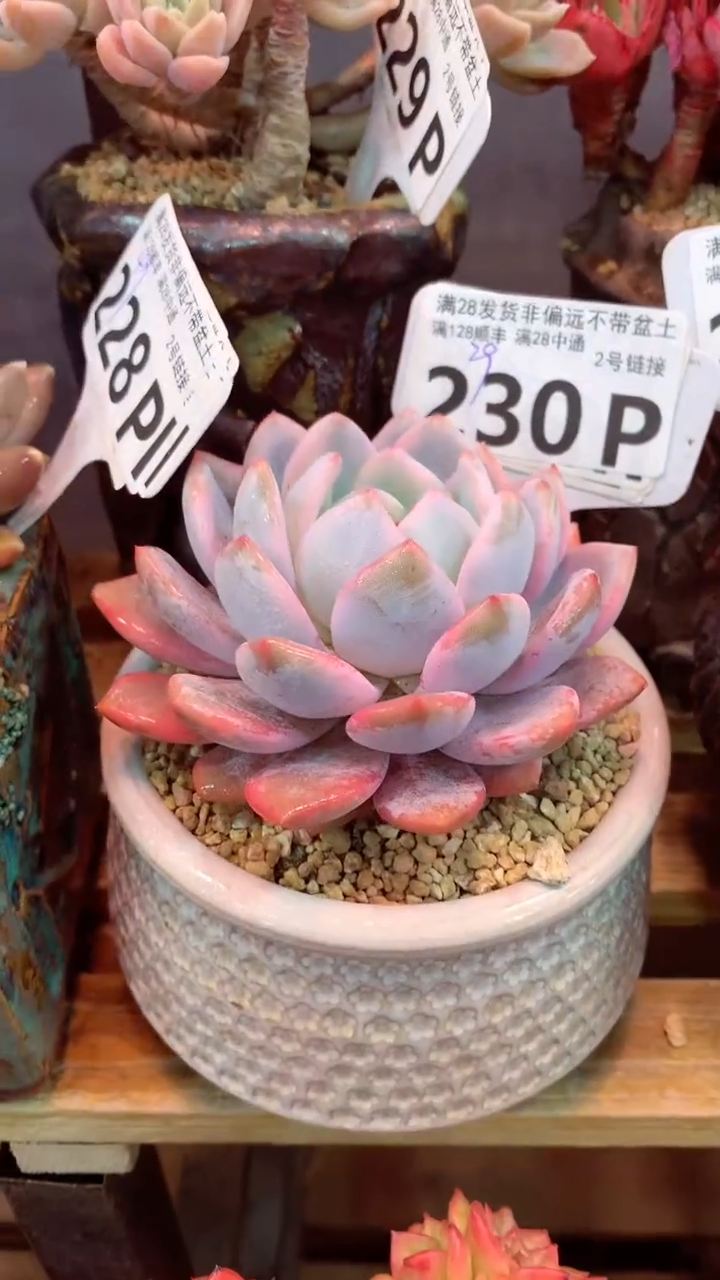 230P（一物一拍，精品多肉，所见即所得 ）