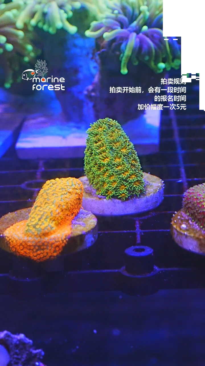 龙魂·    鱼友专拍·）（小）