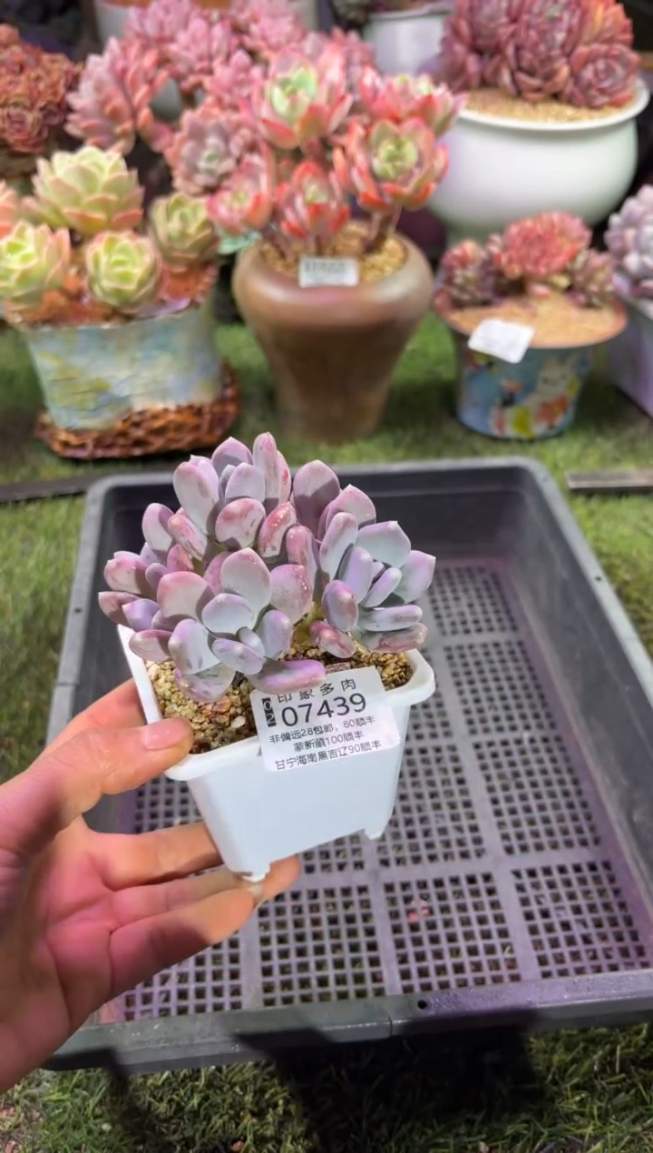 【闪购商品】07439