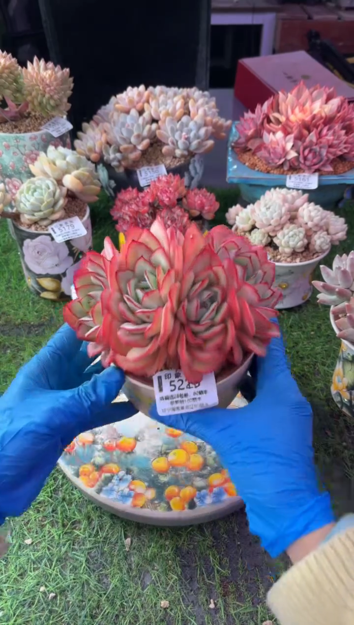 昆明印象多肉5219