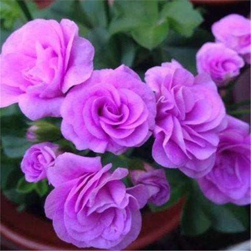 重瓣天竺葵花苗阳台庭院客厅室内外盆栽花卉洋绣球四季开夏日玫瑰