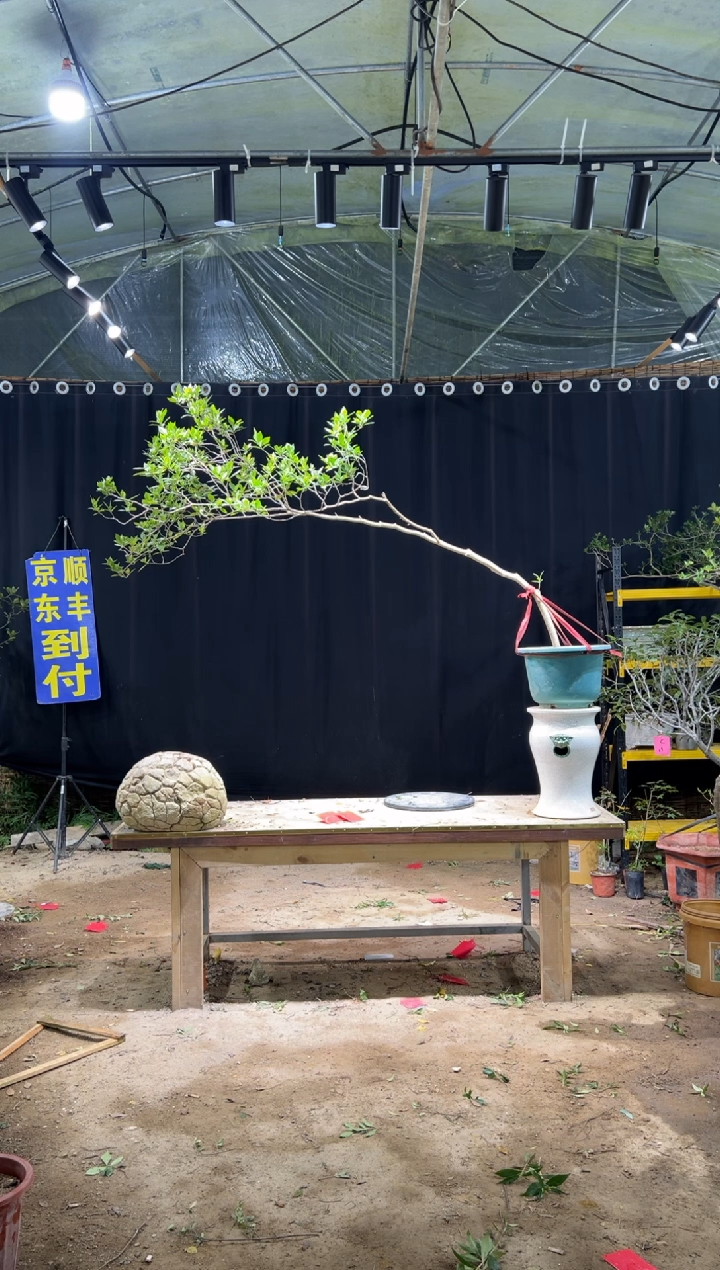 无花朵偶**器海岛栀子花