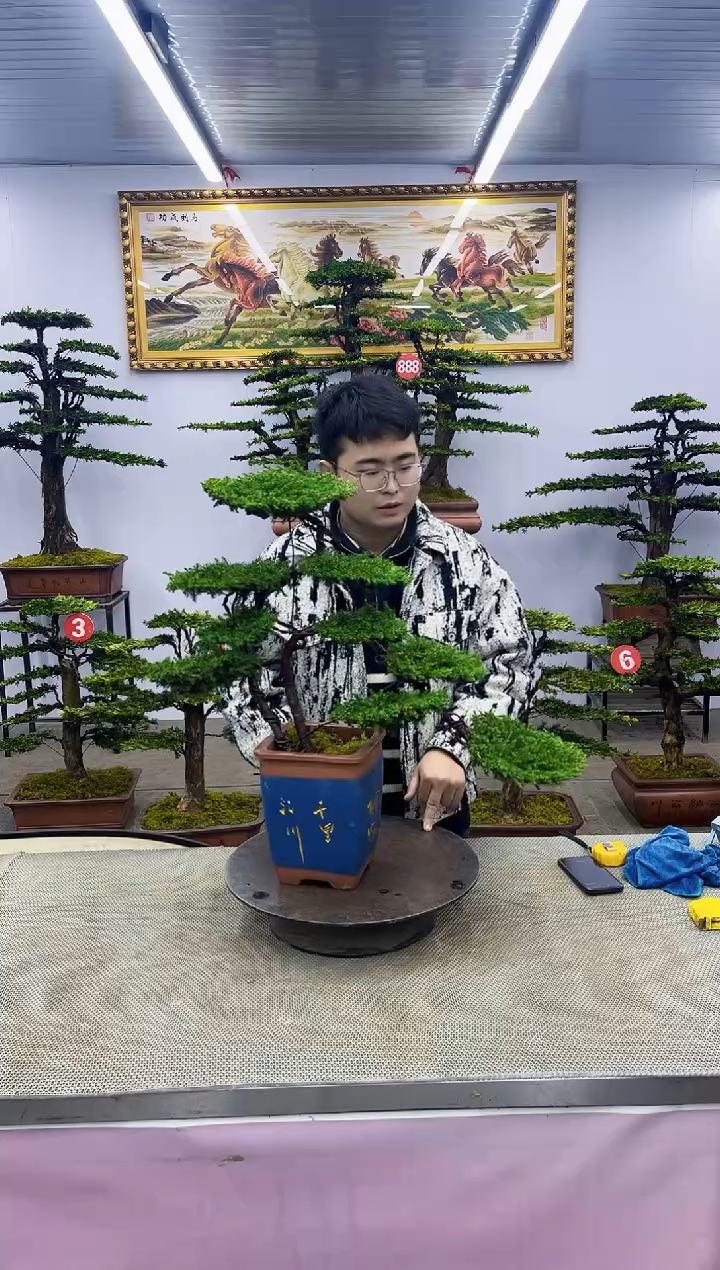 【闪购商品】八斗松/松类活物造型盆景，以直播间截图为啊啊啊啊
