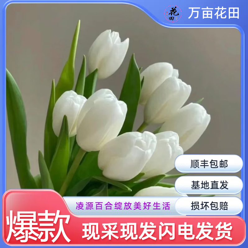 【白王子】白色郁金香顺丰包邮到家东部基地直发保质保量保新鲜