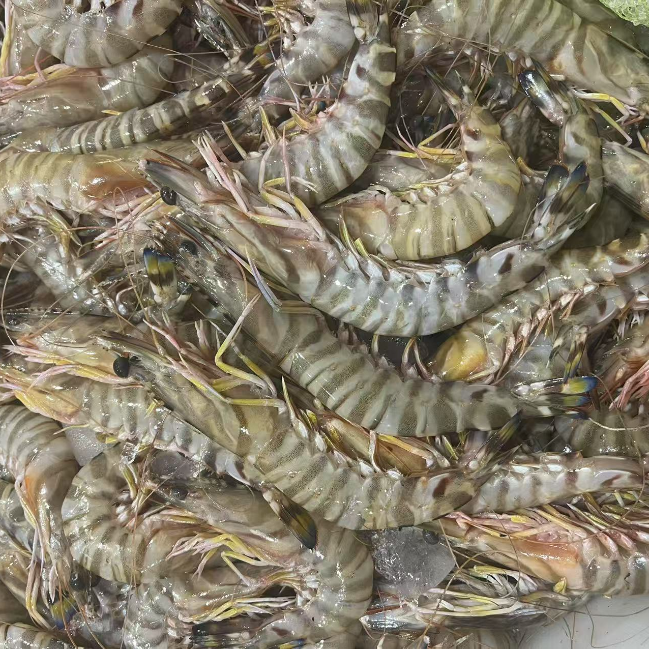 【东海本港野生九节虾3斤】顺丰冷链包邮超低温冻发锁鲜