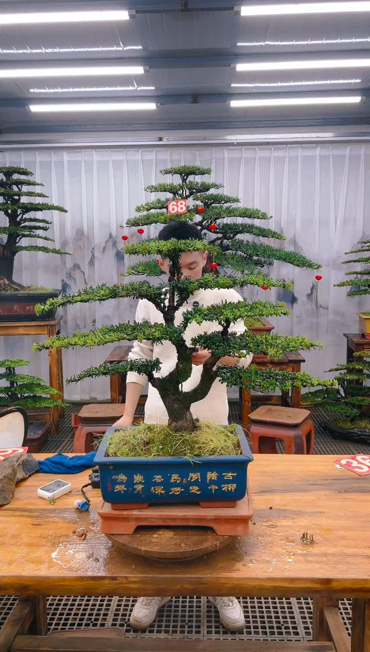 【闪购商品】紫砂精品盆景直播间一物一拍