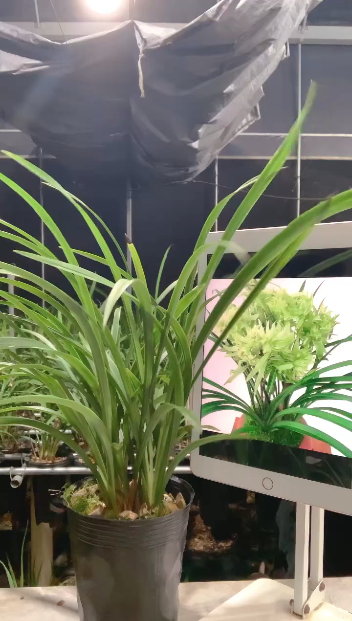 大部分开放少量花苞大*哥花开富贵