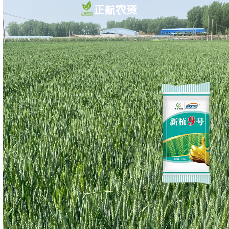 新植9号，抗病防倒，产量高