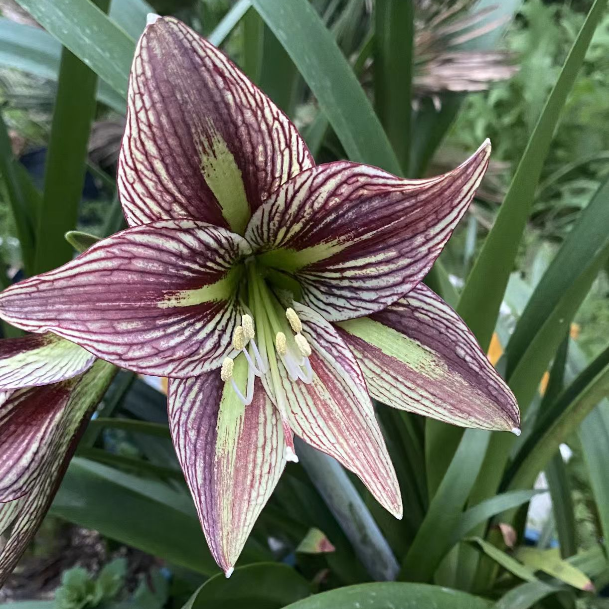 朱顶红精品朱【黑凤蝶】绿叶裸根 剪叶发货