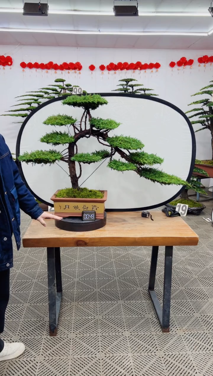 【闪购商品】盆景盆景