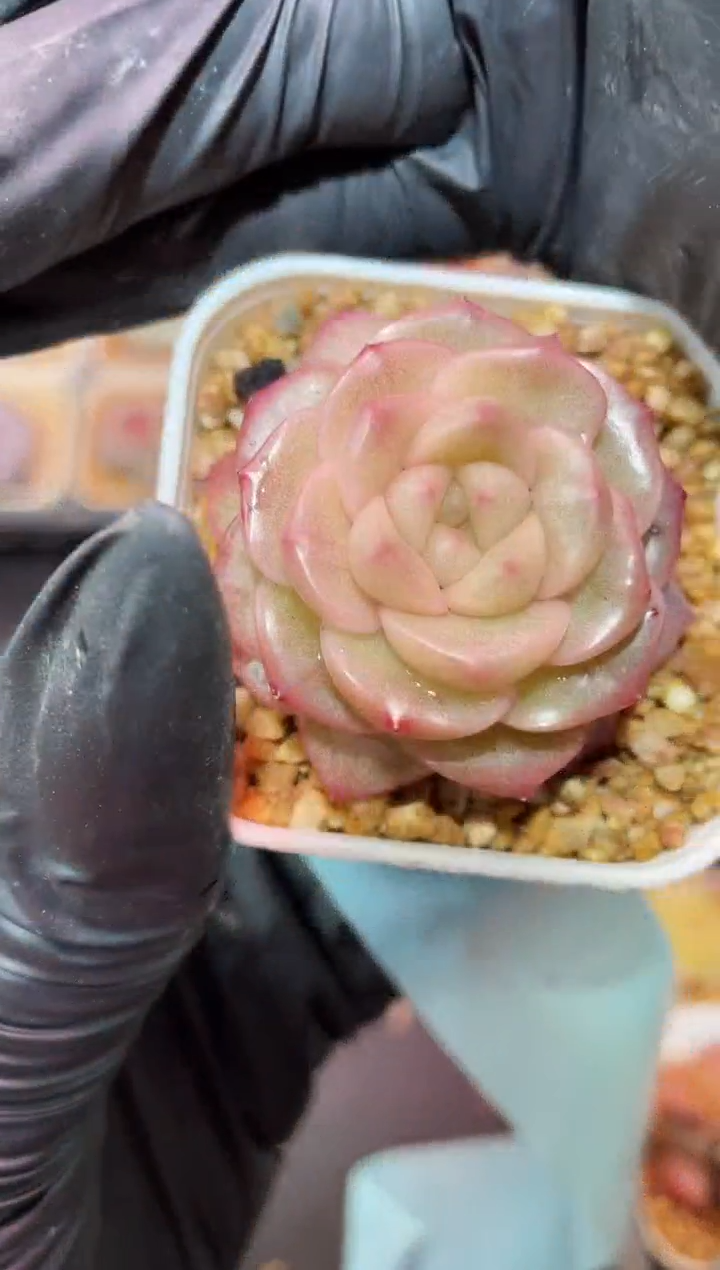 闪购273  粉翡多肉一颗