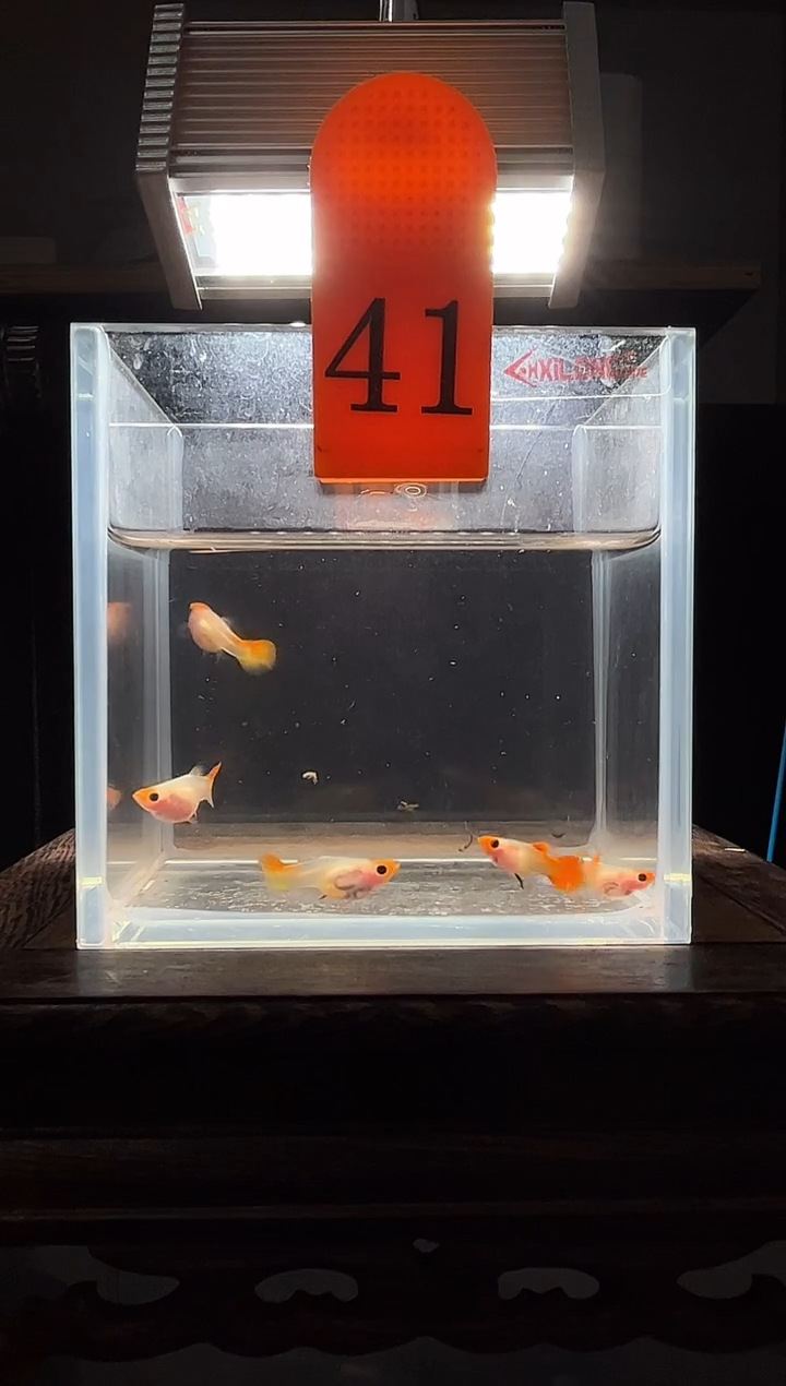 孔雀鱼深海蓝玻璃猫普通体41