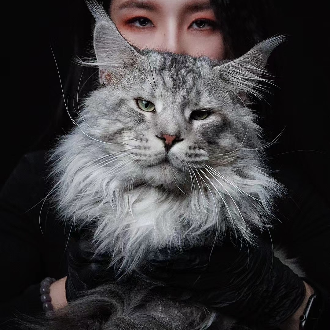 缅因猫上海实体门店纯种大骨架猫咪—大天使缅因猫舍