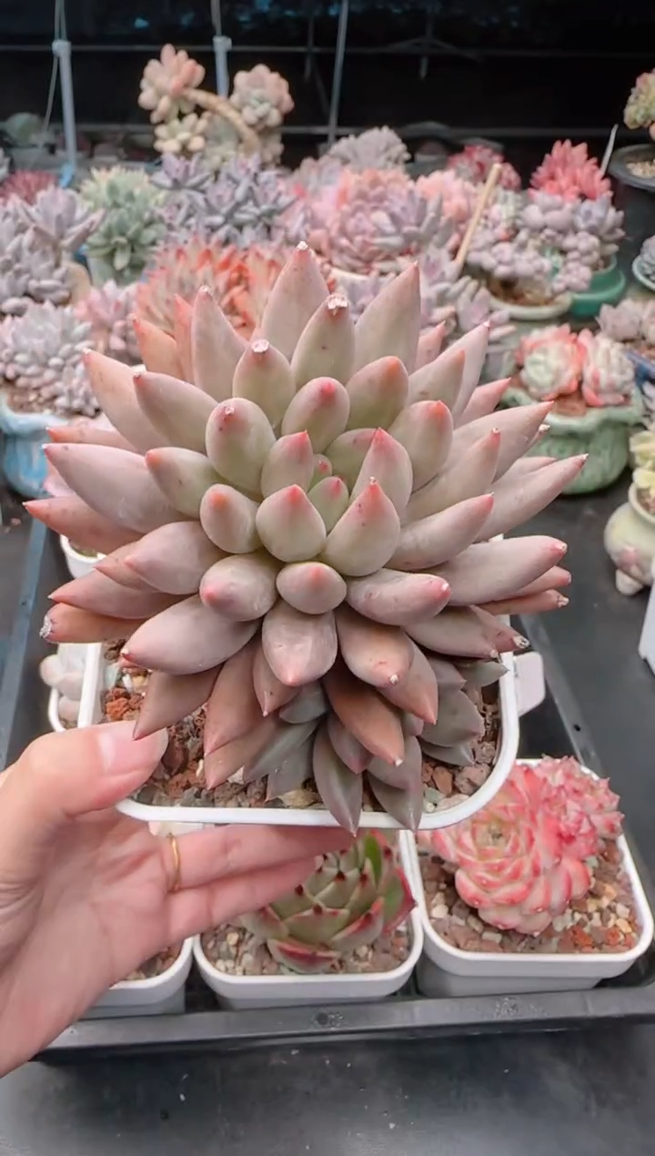 【闪购商品】3205红蜻蜓