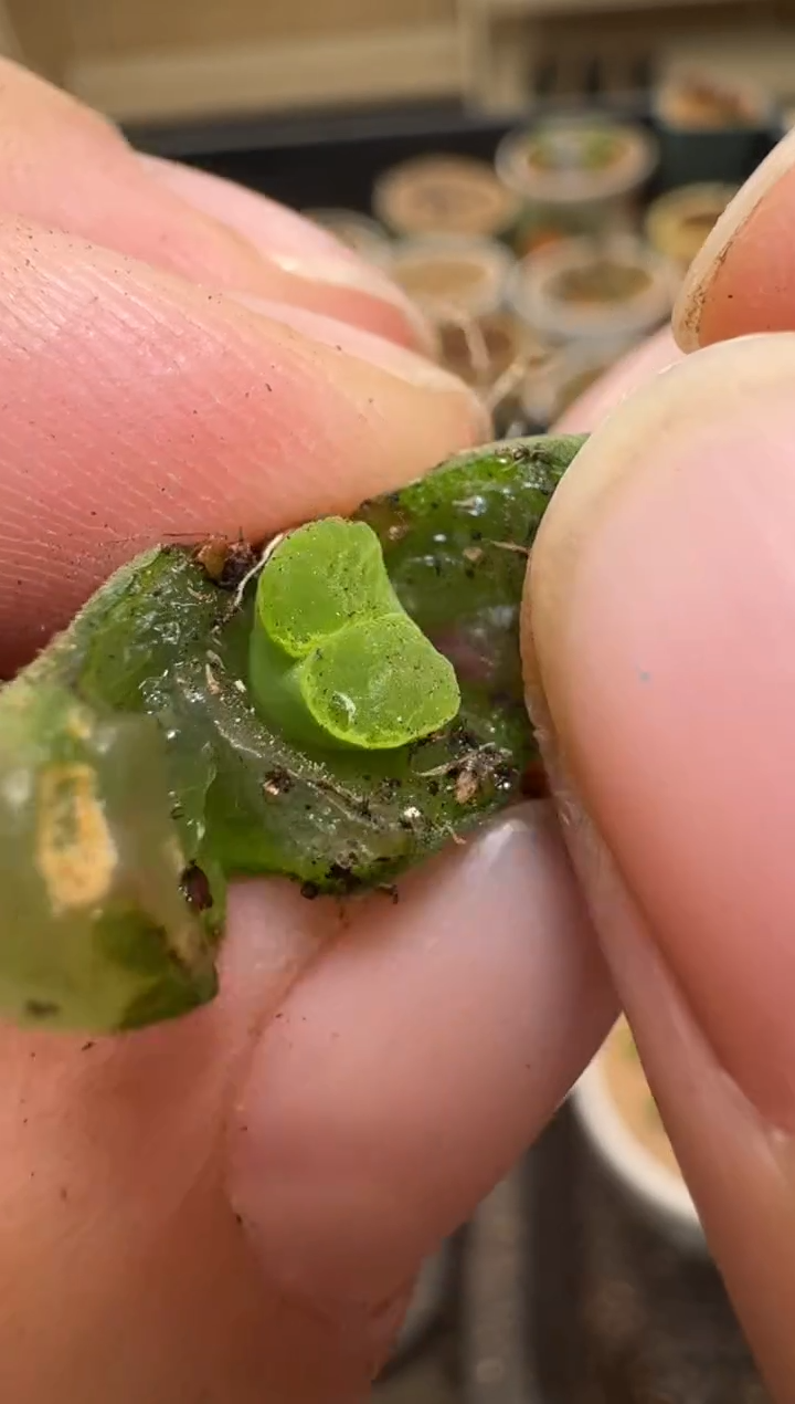 【闪购商品】2/4-244