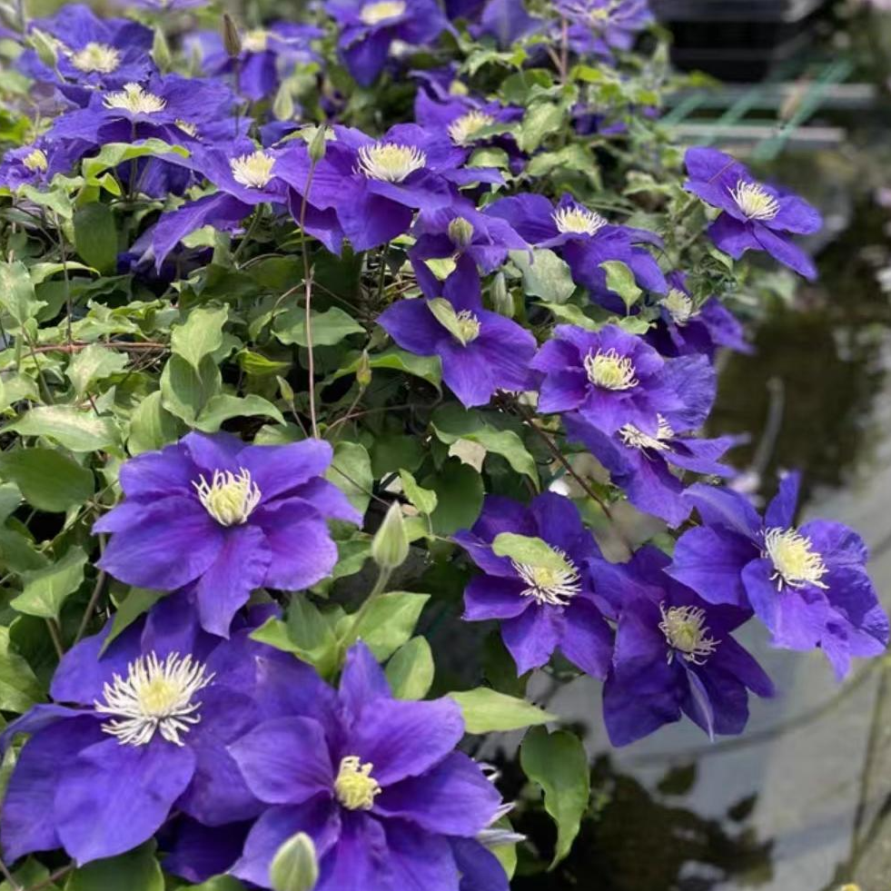 翠鸟 大道系列二类铁线莲