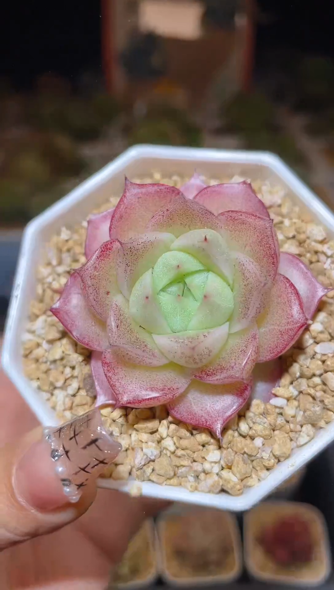 【闪购商品】150麦秆