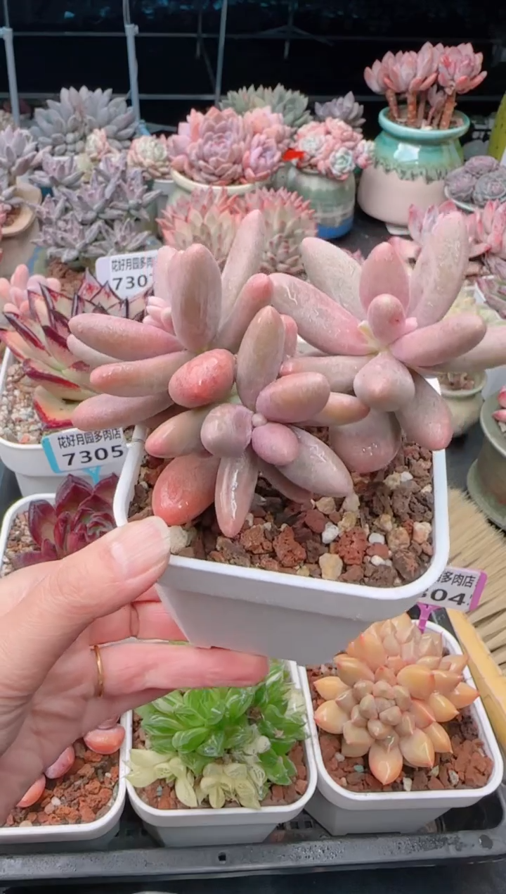 【闪购商品】7308.