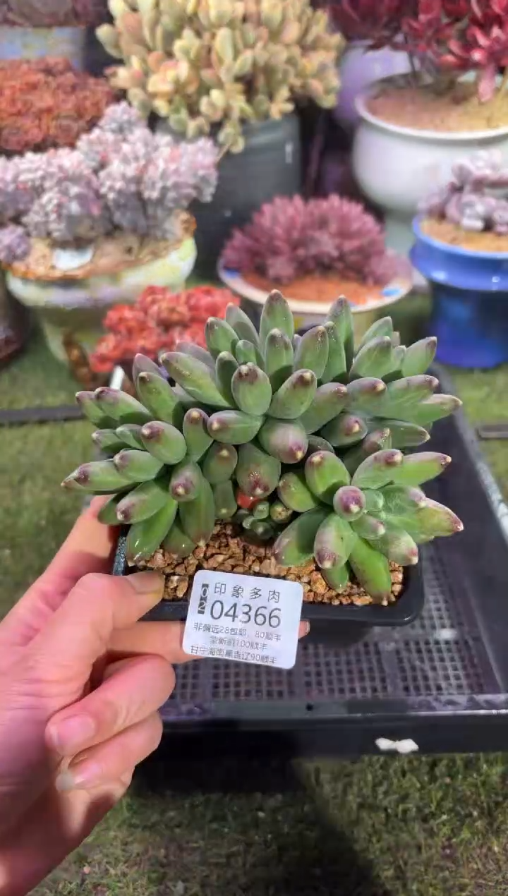 【闪购商品】04366