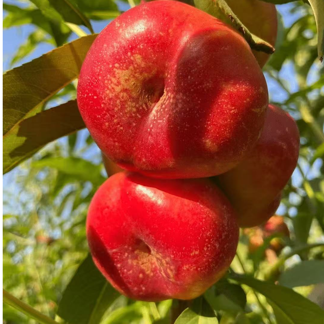 a【次日达】山东蒙阴纽扣蟠桃现摘现发2斤和5斤新鲜采摘 顺丰包邮山东省