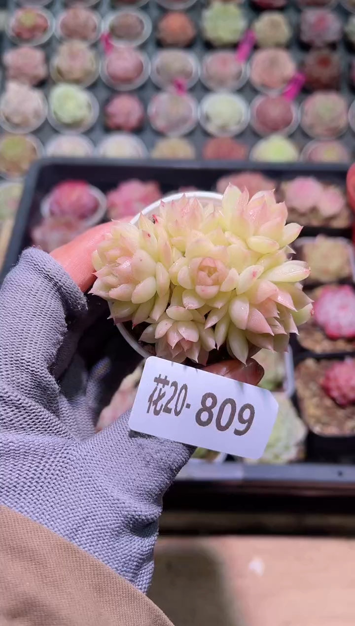 【闪购商品】20-809麦秆