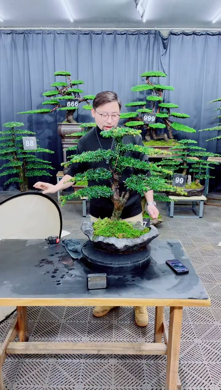 无花朵迎客松111松树盆景