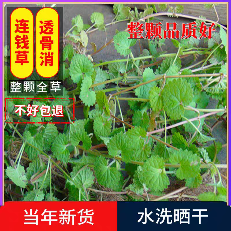 连钱草透骨消驳骨草野生过墙风铜钱草马蹄草新鲜遍地香